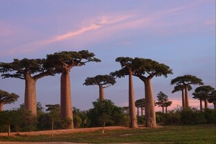 [K-Traveler] In Search of The Little Prince's Star, Baobab Tree