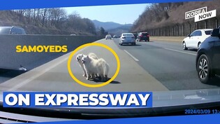 What are these dogs doing on the expressway?