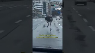 Ostrich on the Loose!