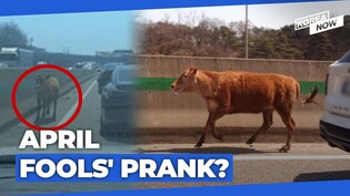 Escaped calf enjoys 50 minutes of freedom by gallivanting over freeway