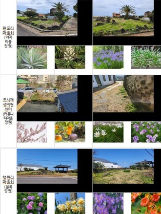 전통가옥 '제주 고씨 주택' 연분홍 복사꽃 단장