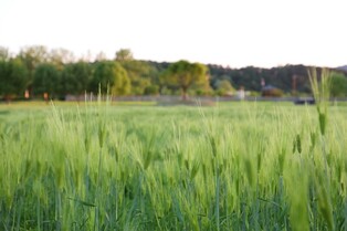 [픽! 충주] 초록 물결 '넘실'…탄금공원 2만평 청보리밭