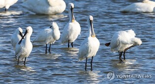"저어새 멸종위기등급 하향 조정은 시기상조"