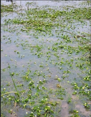 신안 팔금도서 멸종위기 식물 '매화마름' 군락지 발견
