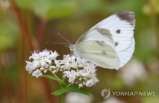 함평 나비 1천마리 제주 방사 취소…"배추 갉아 먹는 해충"