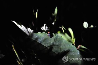 반딧불이가 펼치는 봄밤의 황홀경…옥천 안터마을서 축제