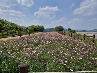 [사진톡톡] 창원 주남저수지 생태탐방로에 유채·코스모스 활짝