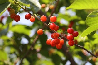 "소박하지만 아름다운 앵두마을에서 빨간 추억 만드세요"