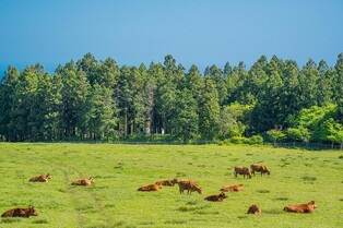 [길따라 멋따라] 오름 트레킹·맹그로브 카야킹…리조트의 변신은 '무죄'