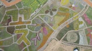 꽃밭에서 즐기는 산책…고창 꽃 정원 치유문화축제 26일까지