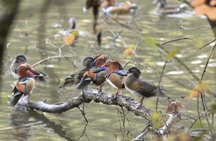 [문화소식] 김포 장릉에서 만나는 원앙…31일부터 사진전