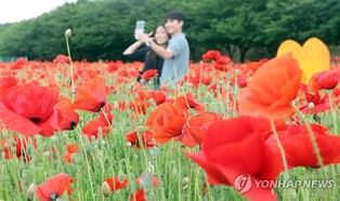 [사진톡톡] 밀양강 둔치 붉은 꽃양귀비 유혹…6월 중순까지 절정