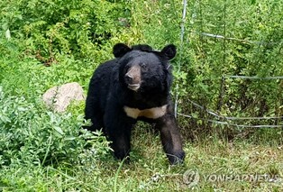 지리산 탐방로서 목격된 반달가슴곰…발견 시 조용히 자리 떠야