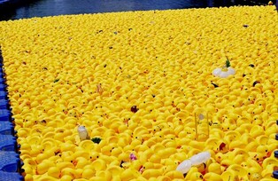 김포 수변서 장난감 오리 레이스…'1만마리 둥둥' 진풍경