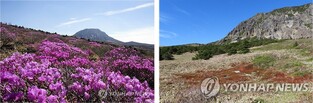 한라산 산철쭉 연분홍 물결 못 본다…"냉해로 꽃 못 피워"