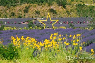 보랏빛 라벤더로 물든 동해 무릉별유천지 '인기몰이'