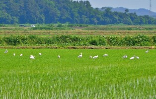 서천 부사호 주변 등지서 저어새 37마리 관찰…2년 새 4.6배로