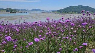 '보라색 성지' 신안 퍼플섬에 버들마편초 절정