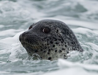 서해 대청·소청도서도 점박이물범 발견…"서식조사 확대해야"