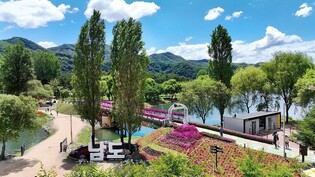 가평 자라섬 봄꽃 축제 13만8천명 방문…지난해보다 15% 증가