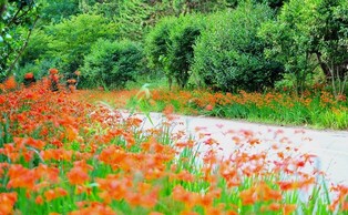 신안군, '크로코스미아 꽃 축제' 취소