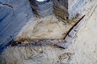 서울 몽촌토성 집수지서 삼국시대 목제쟁기 연속 4회 나왔다