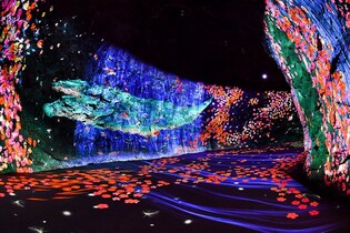 화암동굴, 숨바우길, 만항재…정선 이색 피서지 '인기'