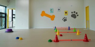 대전관광공사, 반려동물 친화 인증 시설 7곳 추가 선정