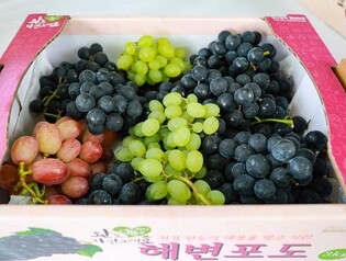 당도 높고, 포도알 탱글탱글…완도 해변포도 본격 수확