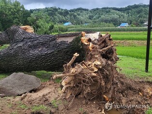 폭우에 230살 천연기념물 오리나무 뿌리째 뽑혀…"복원 불가"(종합)