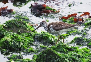 중학생이 울산 해안서 멸종위기 '청다리도요사촌' 발견