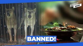 Laws to ban eating and selling dog meat takes effect in Korea