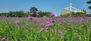 [픽! 청주] '보랏빛 향연' 문암생태공원 버베나 만개
