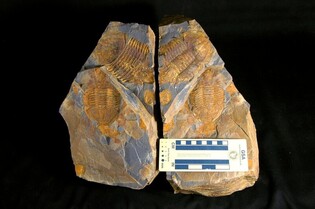 고생대 삼엽충 화석 등 지질유산 625점 국가 귀속