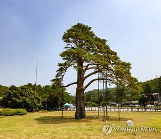 속리산 정이품송 2세 나무 '초록손가락의 숲'서 판매