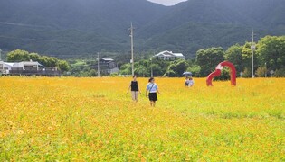 "봄엔 산수유 가을엔 코스모스" 황금빛 물든 구례 산동면