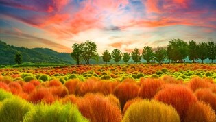 연천군 '임진강 댑싸리 정원' 내달 1일 개장…두 달간 운영