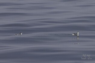 울산 앞바다서 멸종 위기 보호조류 확인…철새동호회가 관찰