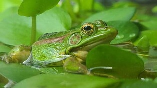서울대공원, 시흥 옥구공원에 멸종위기 금개구리 300수 방사
