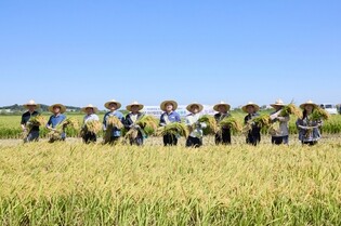 아산·천안서 첫 벼베기…'가을이 성큼'(종합)