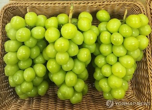 영월군, 추석 농수특산물 서울장터 참가…산지 직송 특별판매