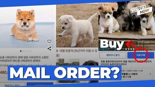 How Coupang sparked outrage by advertising it will sell, ship live puppies