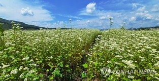"횡성 버덩말 메밀꽃 속으로 가을 낭만여행 떠나요"