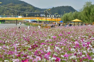 가을에는 장성 황룡강으로…내달 5일 꽃축제 개막