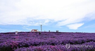 [픽! 거창] 고개 내민 가을 전령…보랏빛 국화 만개한 감악산