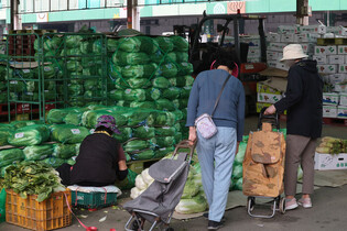 Rising cabbage prices