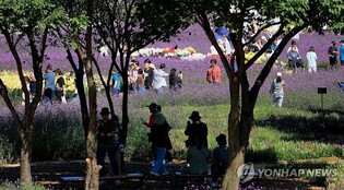 개막 첫 주말 2만5천명 몰린 인제 가을꽃축제 '성공 예감'