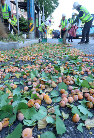 Removal of malodorous gingko nuts