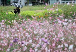 Autumn flowers bloom