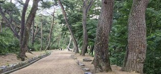 양산시 명물 소나무숲길 '통도사 무풍한송로' 새 단장